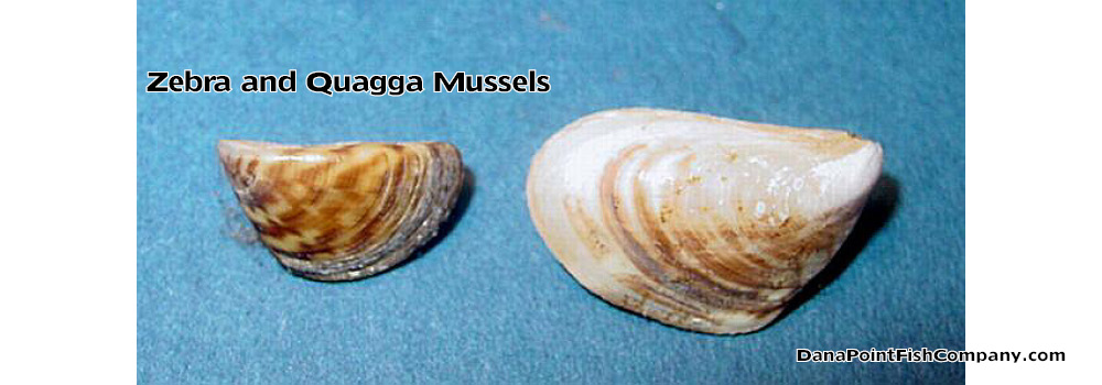 Zebra and Quagga Mussels | Danapointfishcompany.com