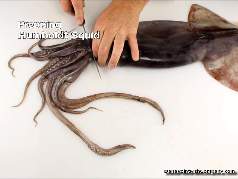 Prepping Humboldt Squid | Danapointfishcompany.com