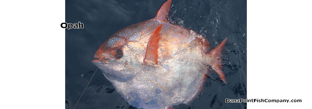 Opah – Moonfish Is First Warm Blooded Fish