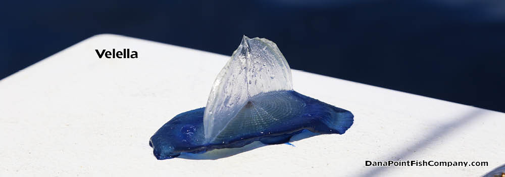 Velella Velella Jellyfish