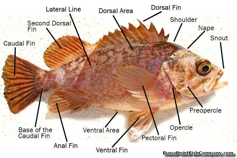 Fish keel sales