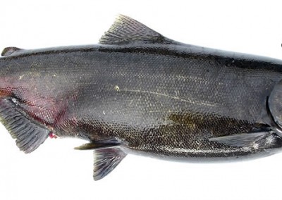 Spawning Female Chinook Salmon - Image courtesy Washington Department of Fish and Wildlife