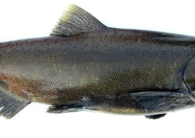 Spawning Chinook Salmon - Image courtesy Washington Department Fish and Game