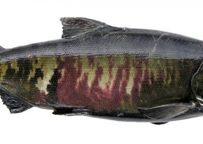 Spawning Male Chum Salmon - Image courtesy Washington Department of Fish and Wildlife
