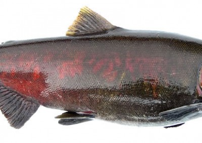 Spawning Female Coho Salmon - Image courtesy Washington Department of Fish and Wildlife