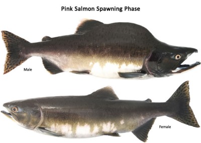 Spawning Pink Salmon - Image courtesy Washington Department Fish and Game