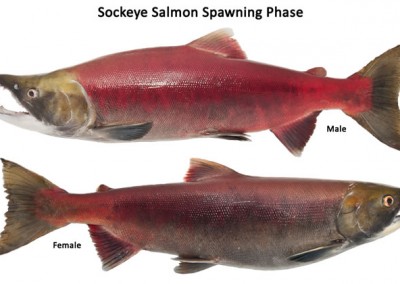Spawning Sockeye Salmon - Image courtesy Washington Department of Fish and Wildlife