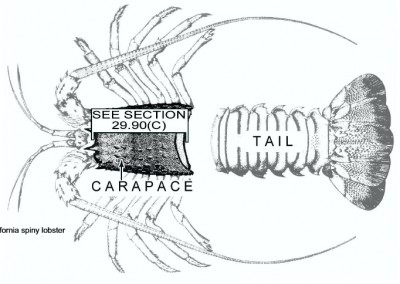 Measuring Spiny Lobsters | Danapointfishcompany.com