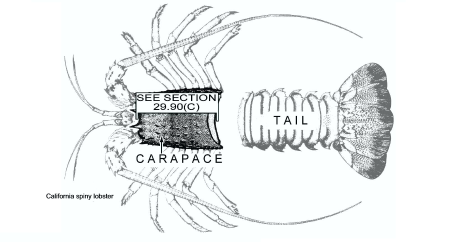 Measuring Spiny Lobsters | Danapointfishcompany.com