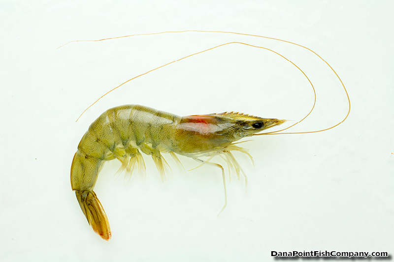 Shrimp Size Guide: Everything You Need to Know