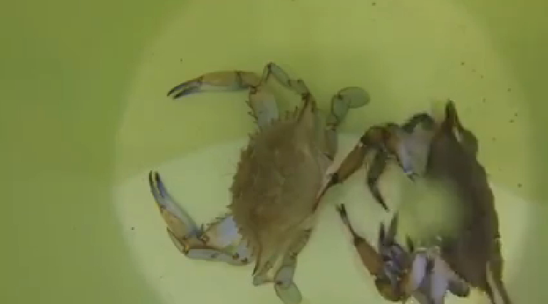 Video of Crab Changing Its Skin